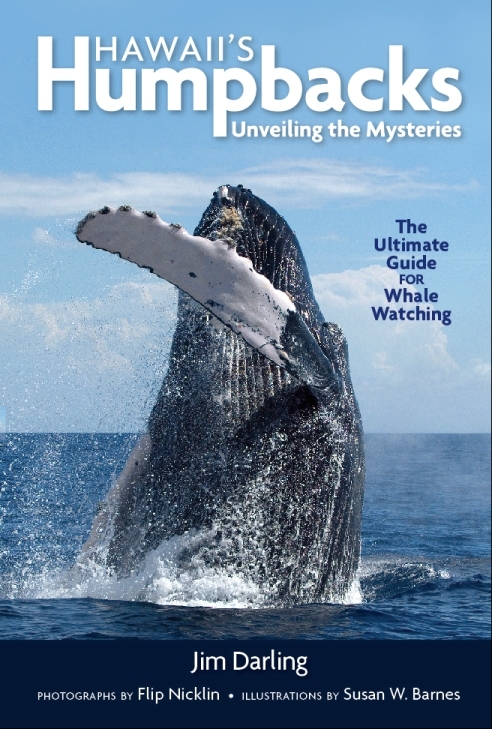 Hawaii S Humpbacks Unveiling The Mysteries Hawaiigifts Com