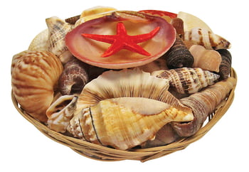 Shells & Shell Leis Shell Gift Pack Coco Madrib 5.5"