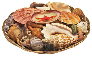Shells & Shell Leis Shell Gift Pack Coco Madrib 9.5"