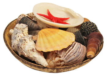 Shells & Shell Leis Shell Gift Pack Coconut Shell