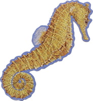 WW Puzzle Seahorse