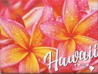 Badge Magnets Generic - Pink & Yellow Plumeria