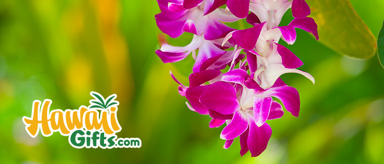 Hawaii Gifts New Arrivals